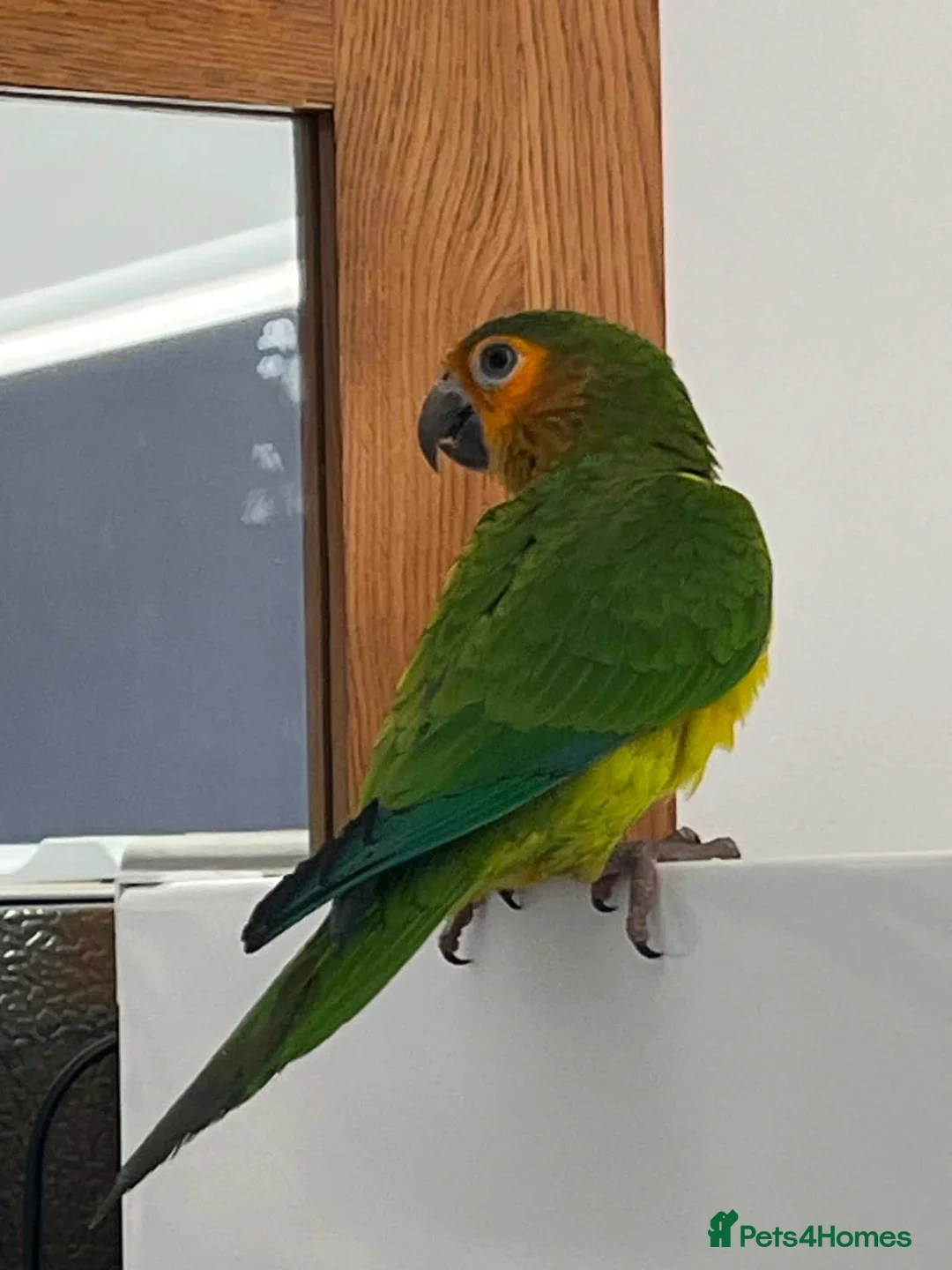 Conures birds for sale: St Thomas conure (brown throated) - Advert 2