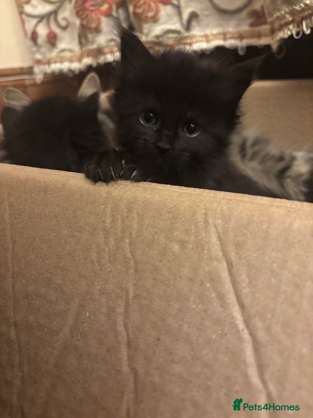 Norwegian Forest Cat cats for sale: Adorable Norwegian forest kittens for sale  - Advert 4