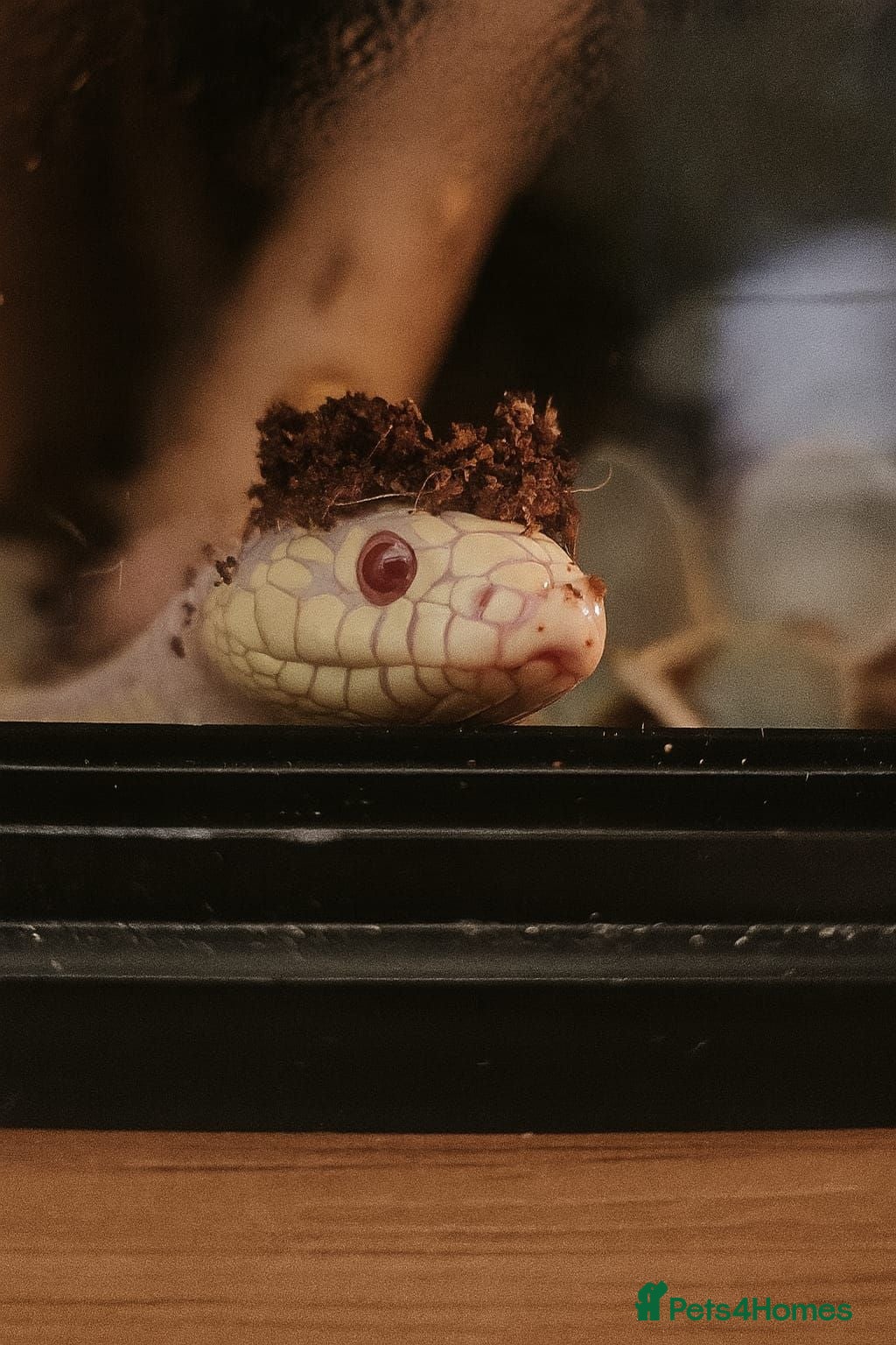King Snake reptiles Albino florida king with set up - Advert 1