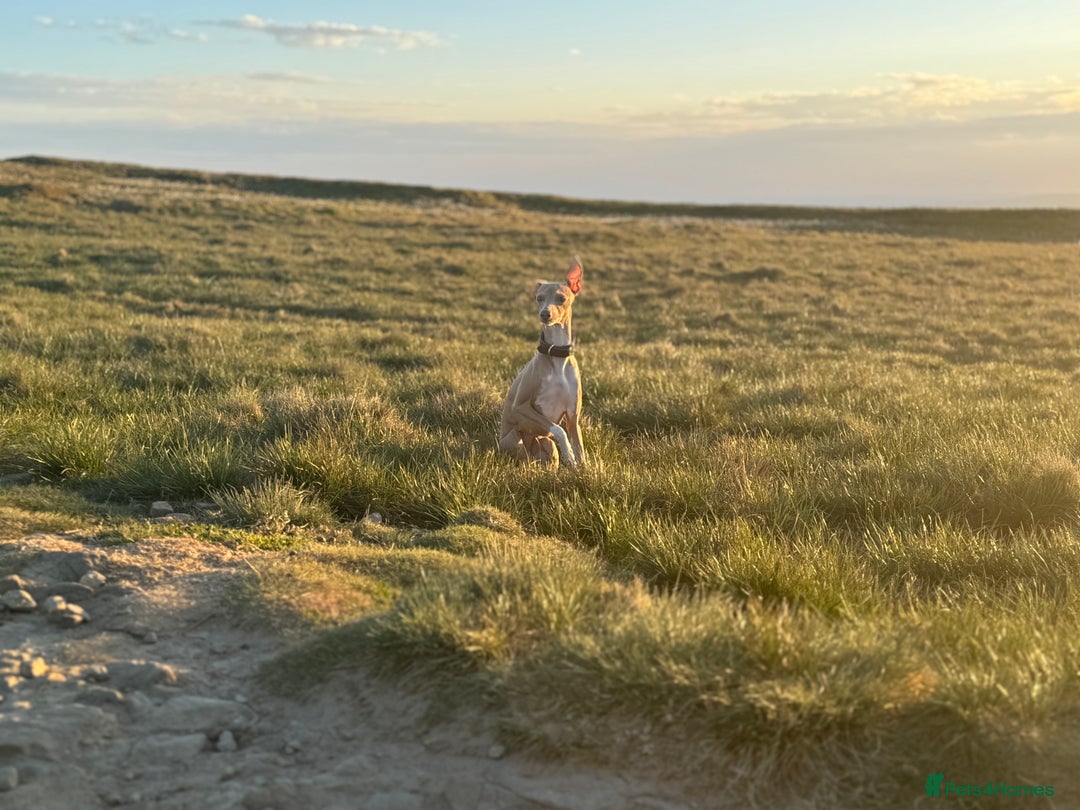 Italian Greyhound dogs for sale: Italian Greyhound Puppies – Champion Bloodlines - Advert 3