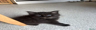 Kitten 7