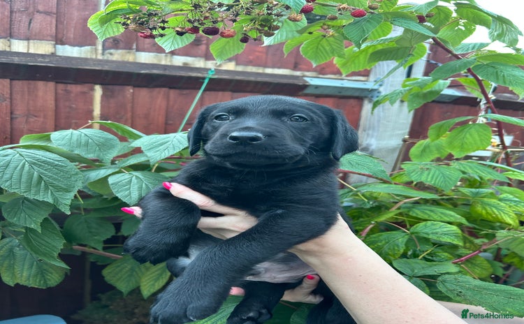 Labrador Retriever dogs - Advert 7