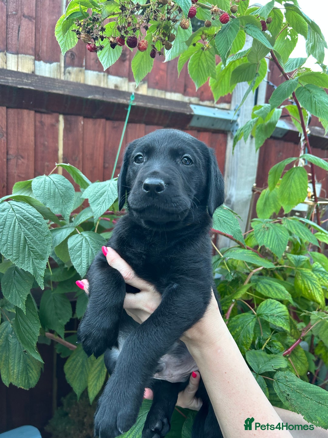 Labrador Retriever dogs for sale: Pinky Nose/olive eyes Very Unique Yellow puppy  - Image 19