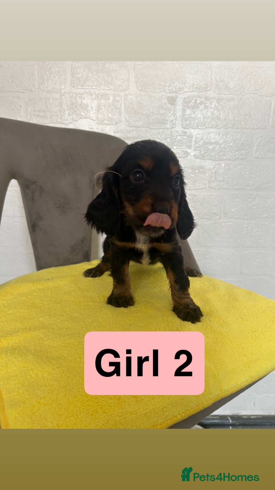 Cocker Spaniel dogs Cocker spaniels - Advert 2