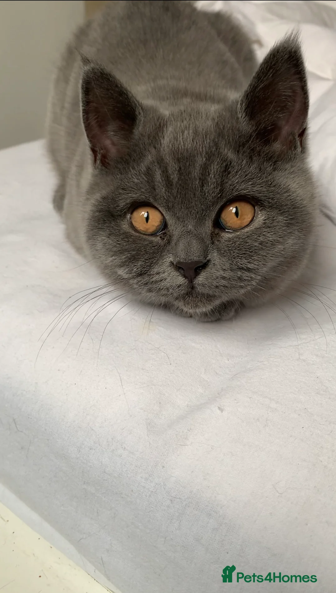 British Shorthair cats for sale: British Shorthair Blue Kittens 💛 Raised with Love - Advert 19