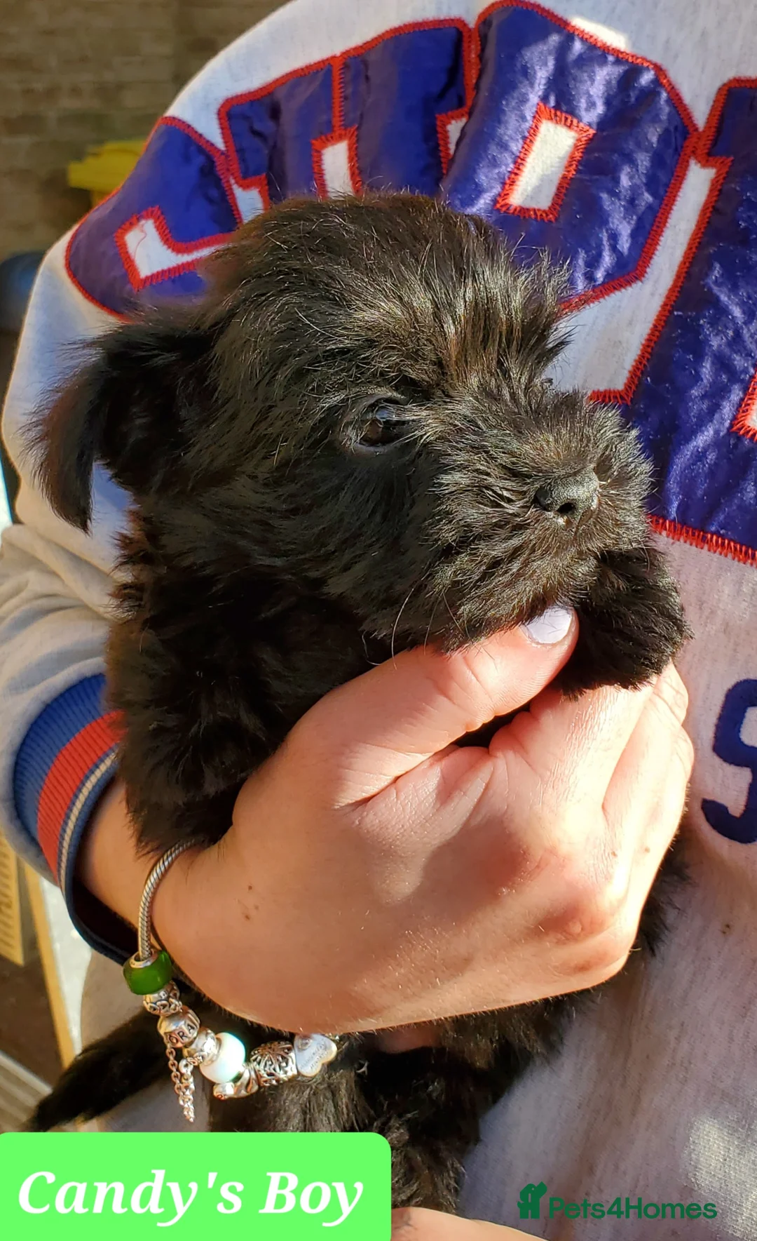 Mixed Breed dogs for sale: Beautiful Miss-hap litter - Advert 30