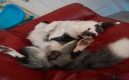 Border Collie dogs for sale: Border collie blue murle for sale - Image 7