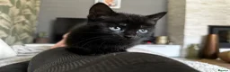 Mixed Breed cats for sale: Black and Blue/ Grey Domestic Short Hair Kittens in Harlow - Advert 5