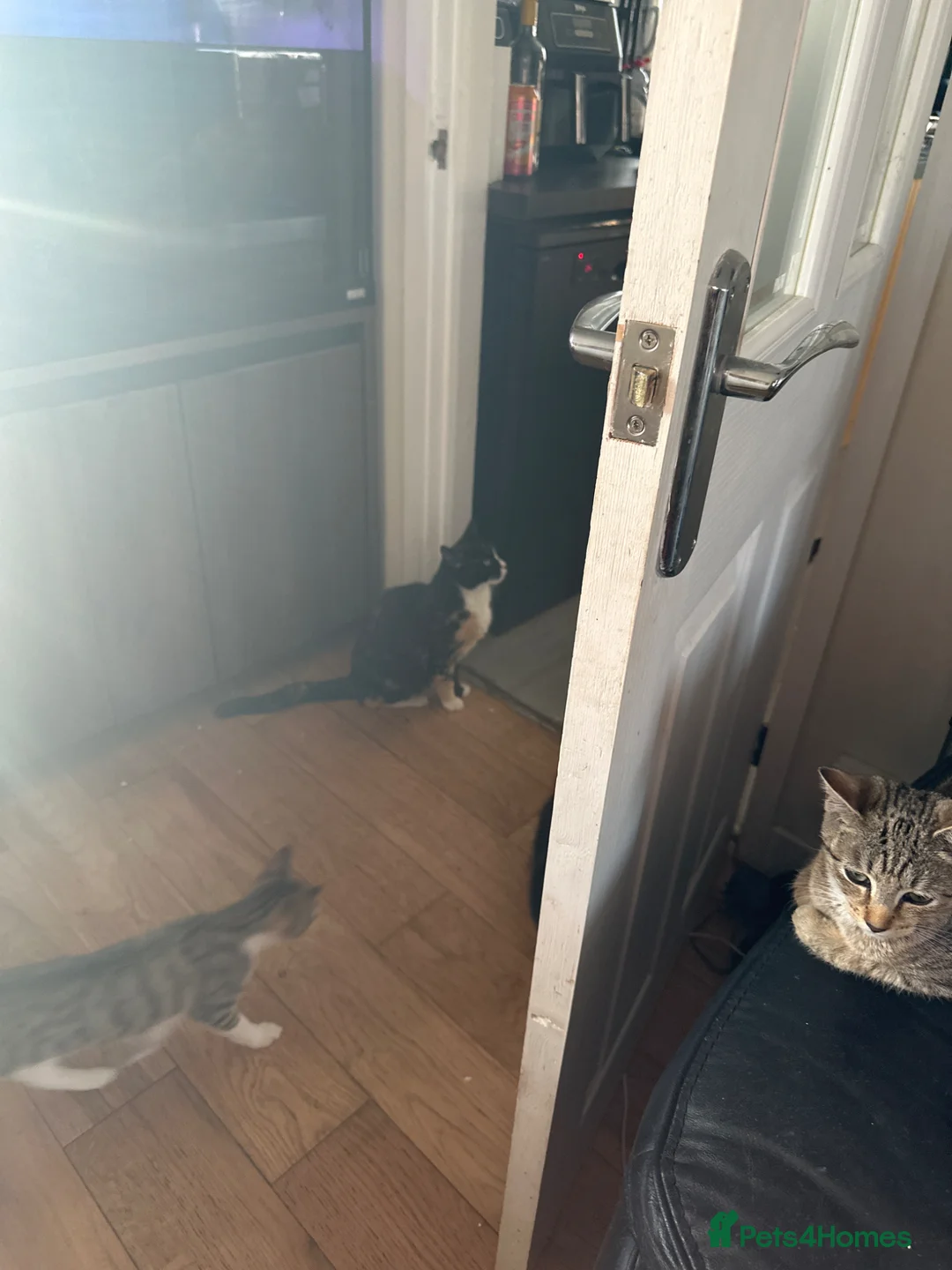 Mixed Breed cats for sale: 4 Beautiful kittens for sale - Advert 1