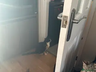 Mixed Breed cats 4 Beautiful kittens for sale - Advert 6