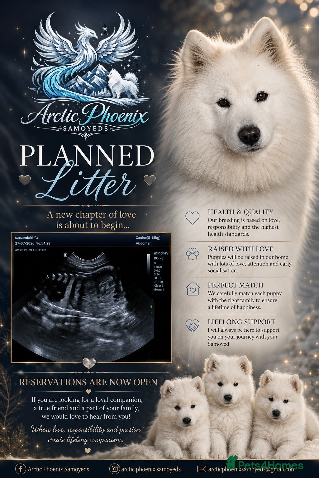 Samoyed dogs Baby coming  - Advert 2