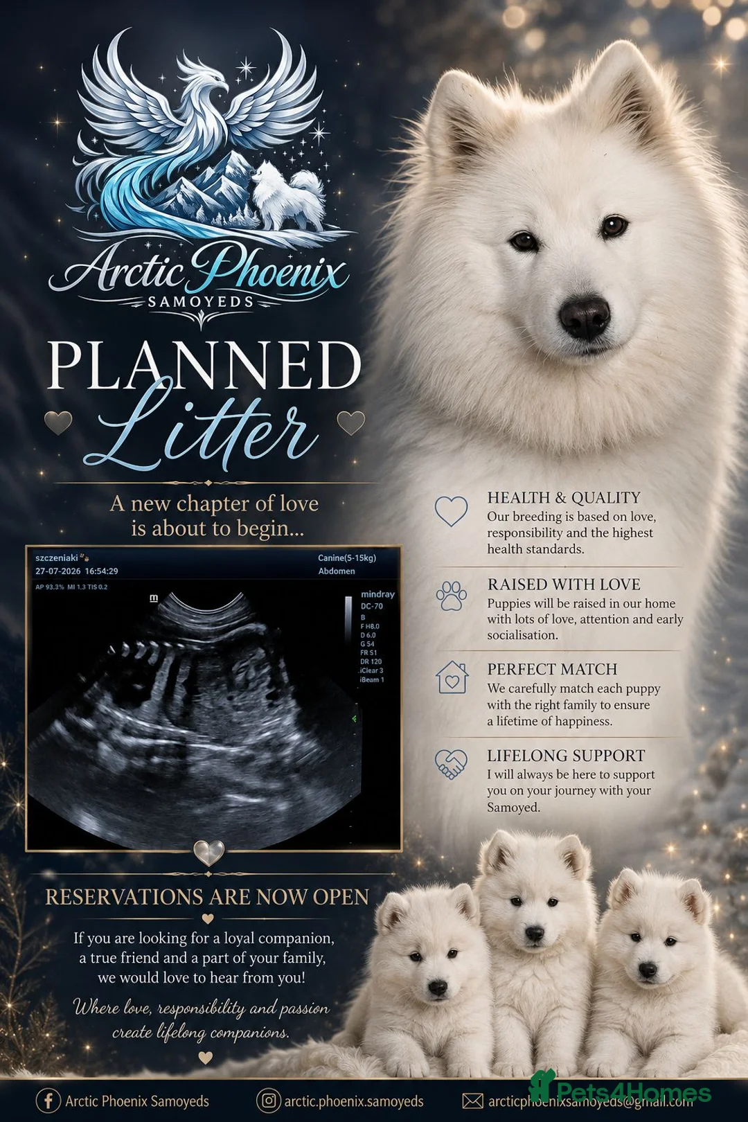 Samoyed dogs for sale: Baby coming  - Advert 1