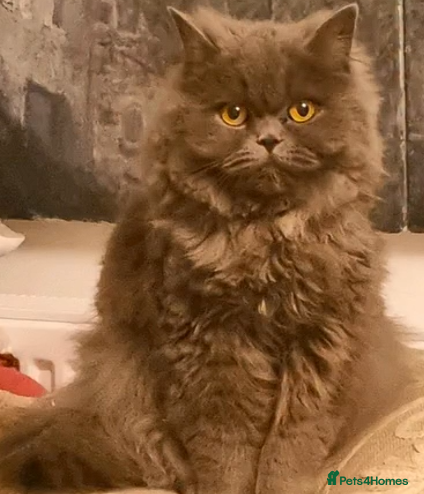 Persian cats Persian cat female 2 years old - Advert 1