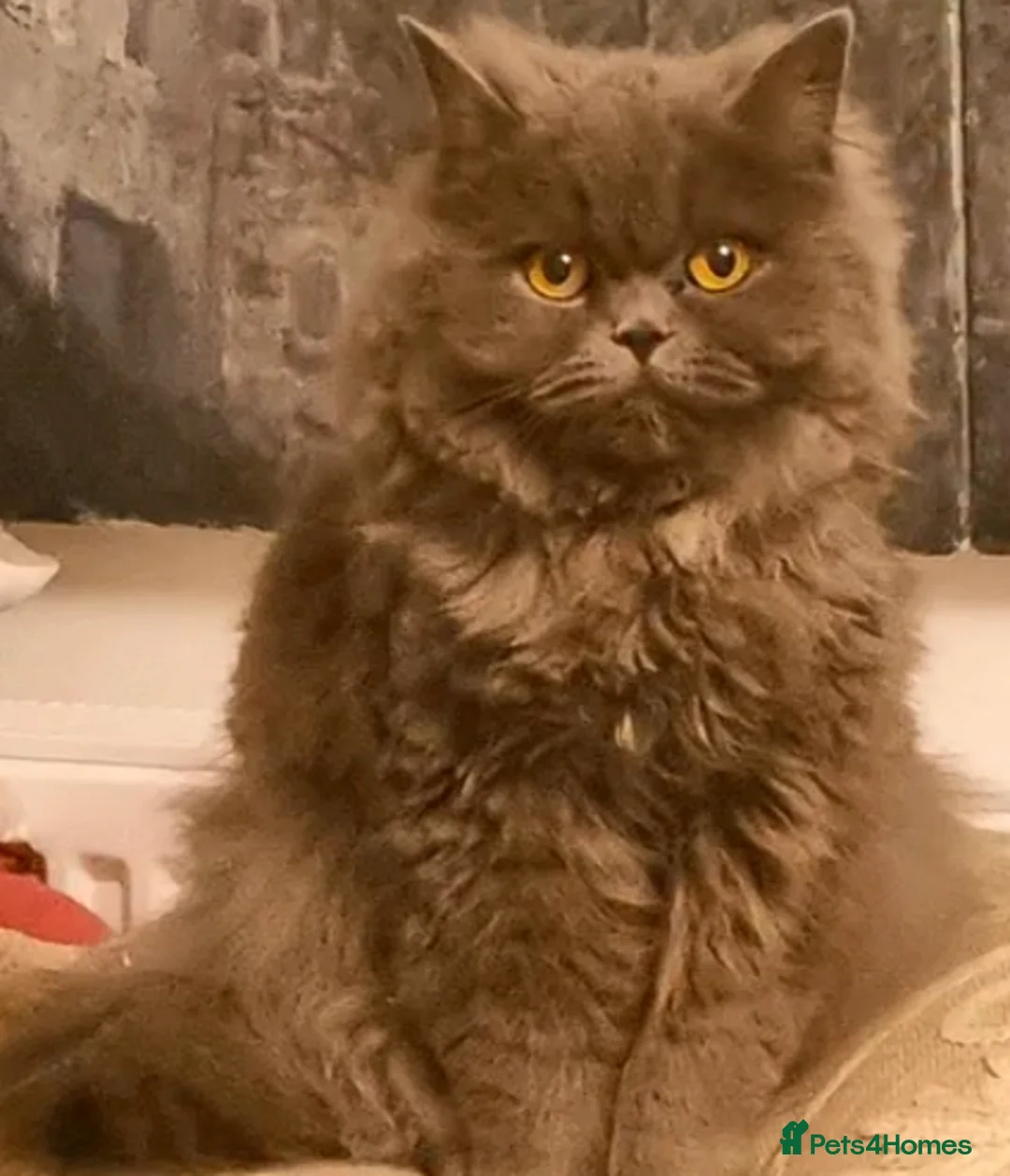 Persian cats for sale: Persian cat female 2 years old - Advert 1