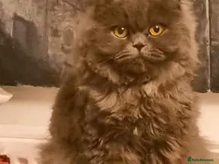 Persian cats Persian cat female 2 years old - Advert 9