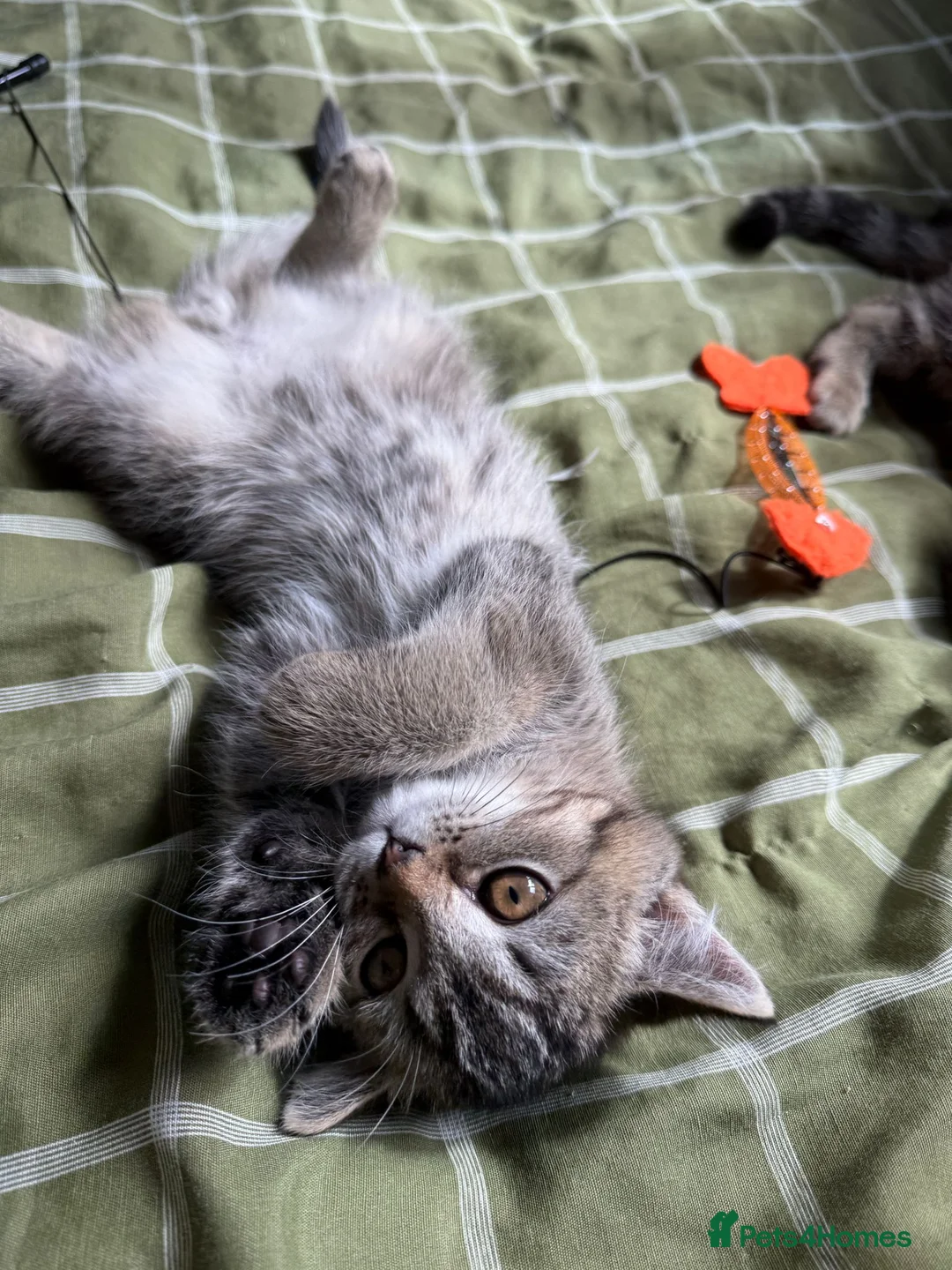 British Shorthair cats for sale: Pair of beautiful British shorthair kittens. Ready in Trowbridge - Advert 2