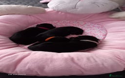 German Shepherd dogs for sale: Excellent Long-Haired German Shepherd Puppies. KC. - Image 28