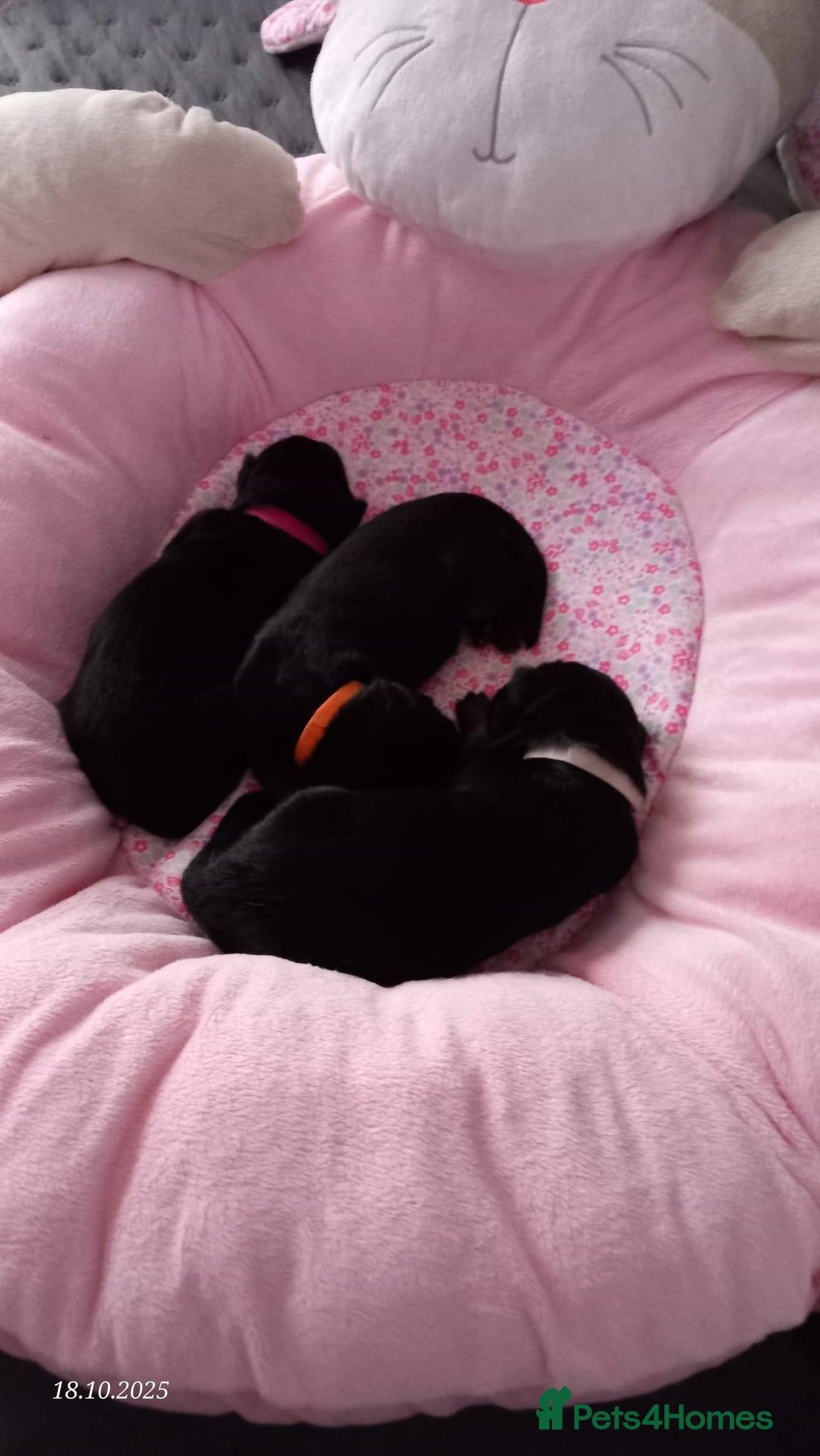 German Shepherd dogs for sale: Excellent Long-Haired German Shepherd Puppies. KC. - Image 28