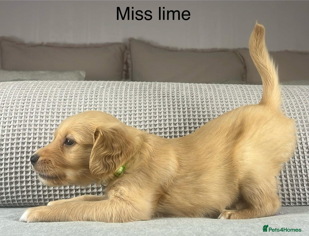 Golden Retriever dogs for sale: KC GOLDENS FROM HIP ELBOW DNA GOOD LINEAGE - Advert 2