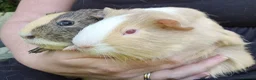 Guinea Pig rodents for sale: Bonded pair of boars - Advert 5
