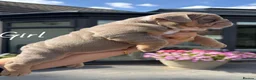 English Bulldog dogs for sale: Beautiful English Bulldog Puppies in Birmingham - Advert 5