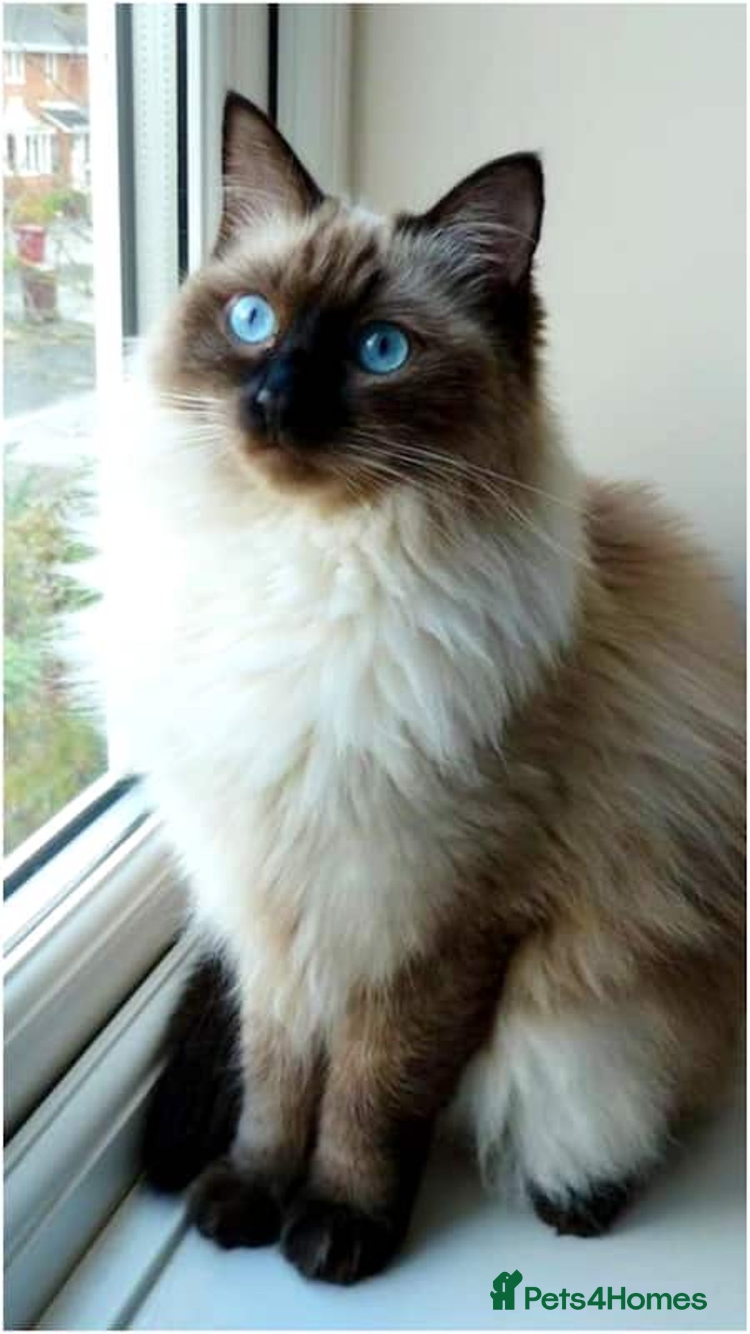 British Longhair cats for sale: Cats British longhair  - Advert 9