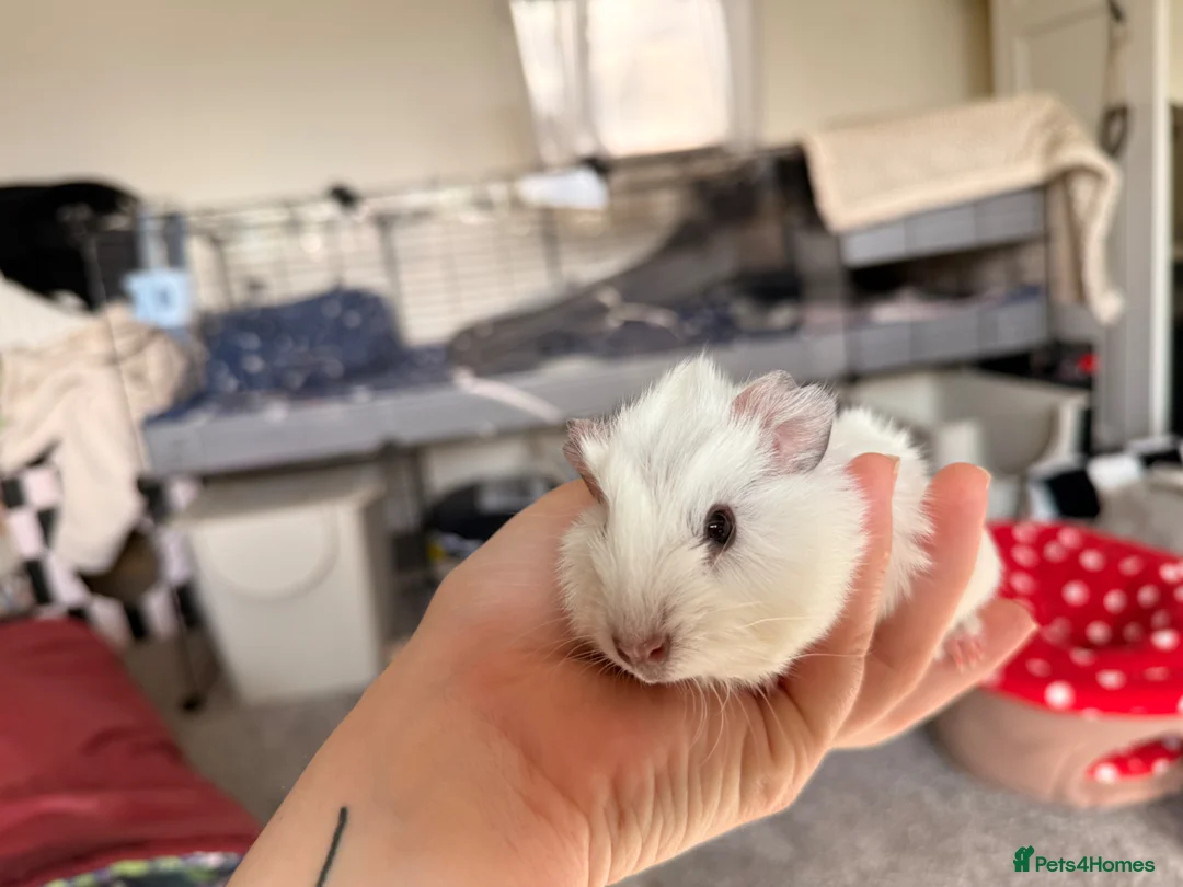 Guinea Pig rodents for sale: Male guinea pigs  - Advert 8