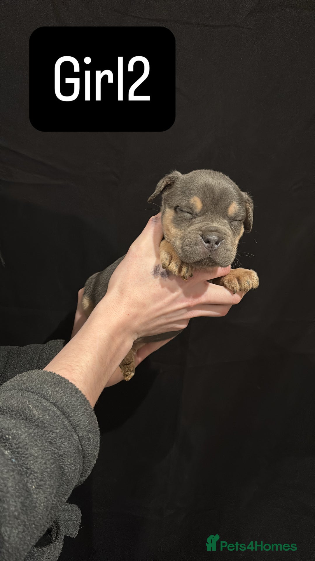 American Bulldog dogs for sale: Pocket bully’s  - Advert 8