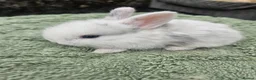Lionhead rabbits for sale: 7 gorgeous Harlequin Lion Lop bunnies - Advert 8