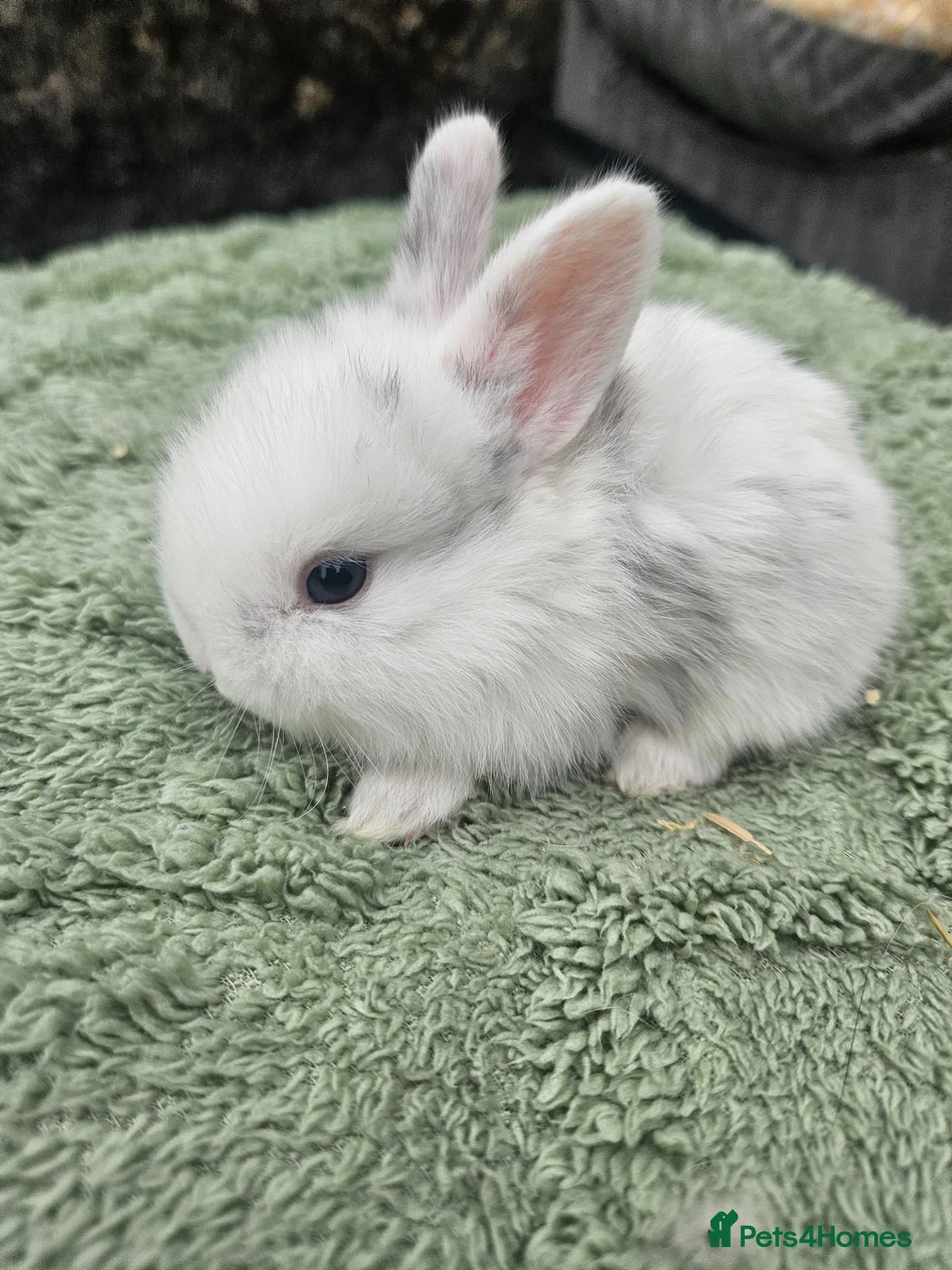 Lionhead rabbits for sale: 7 gorgeous Harlequin Lion Lop bunnies - Advert 8