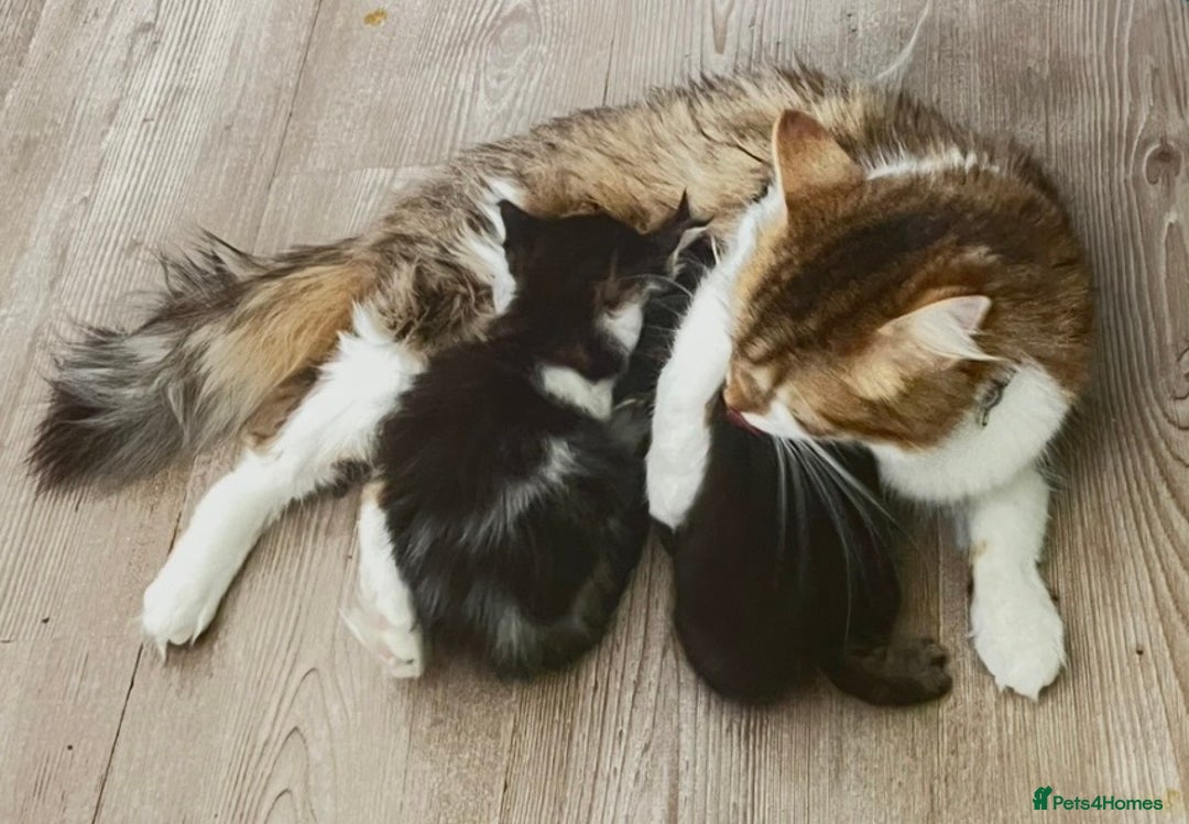 Maine Coon cats for sale: XXL Maine Coon kittens 🔥rare Black Smoke  - Image 35