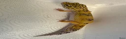 Leopard Gecko reptiles for sale: Leopard geckos for sale  in Nottingham - Advert 3