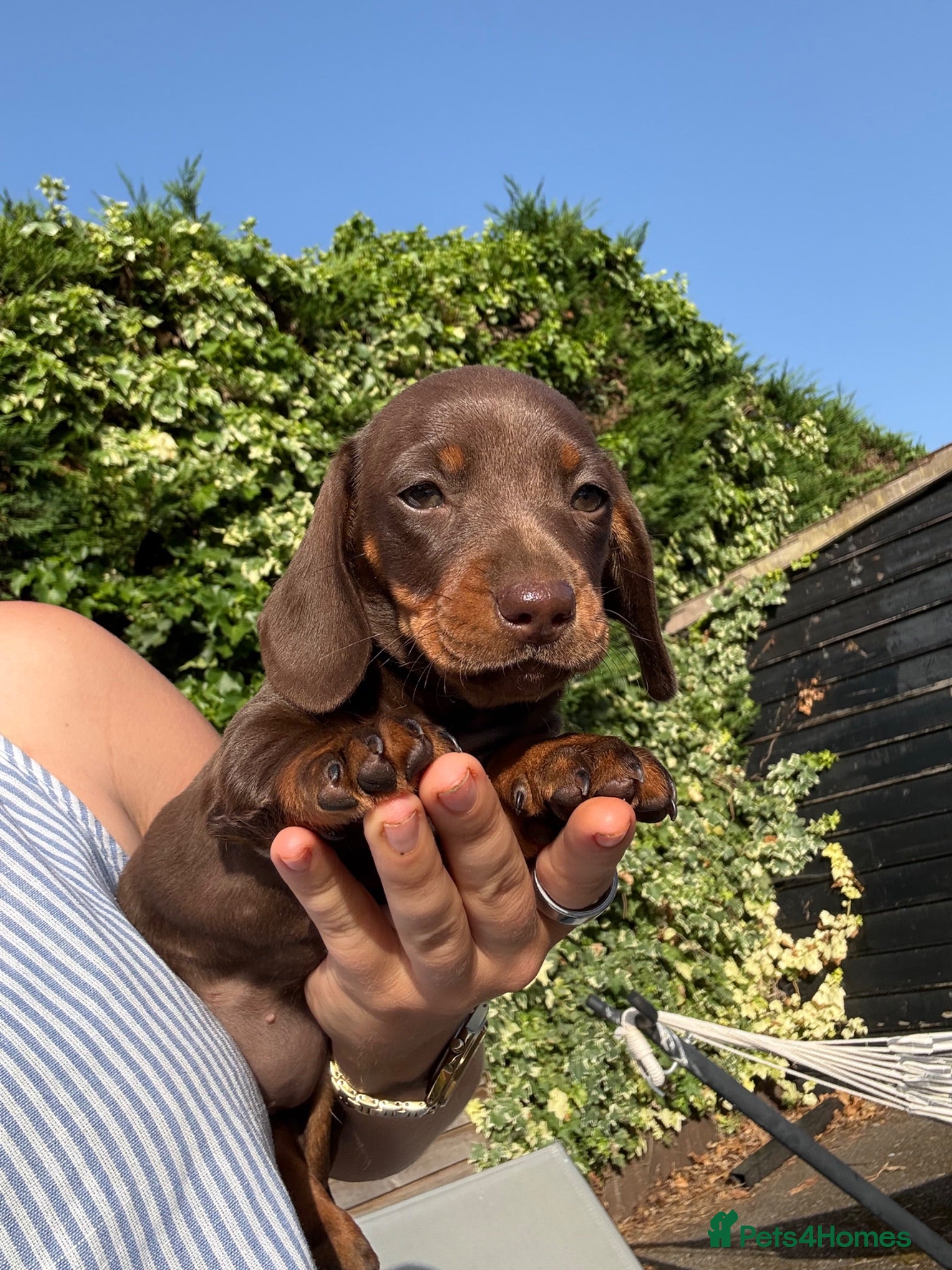 Miniature Dachshund dogs Mini dachshunds  - Advert 14