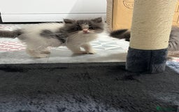 Ragdoll cats for sale: Ragdoll x Persian kittens  - Image 9