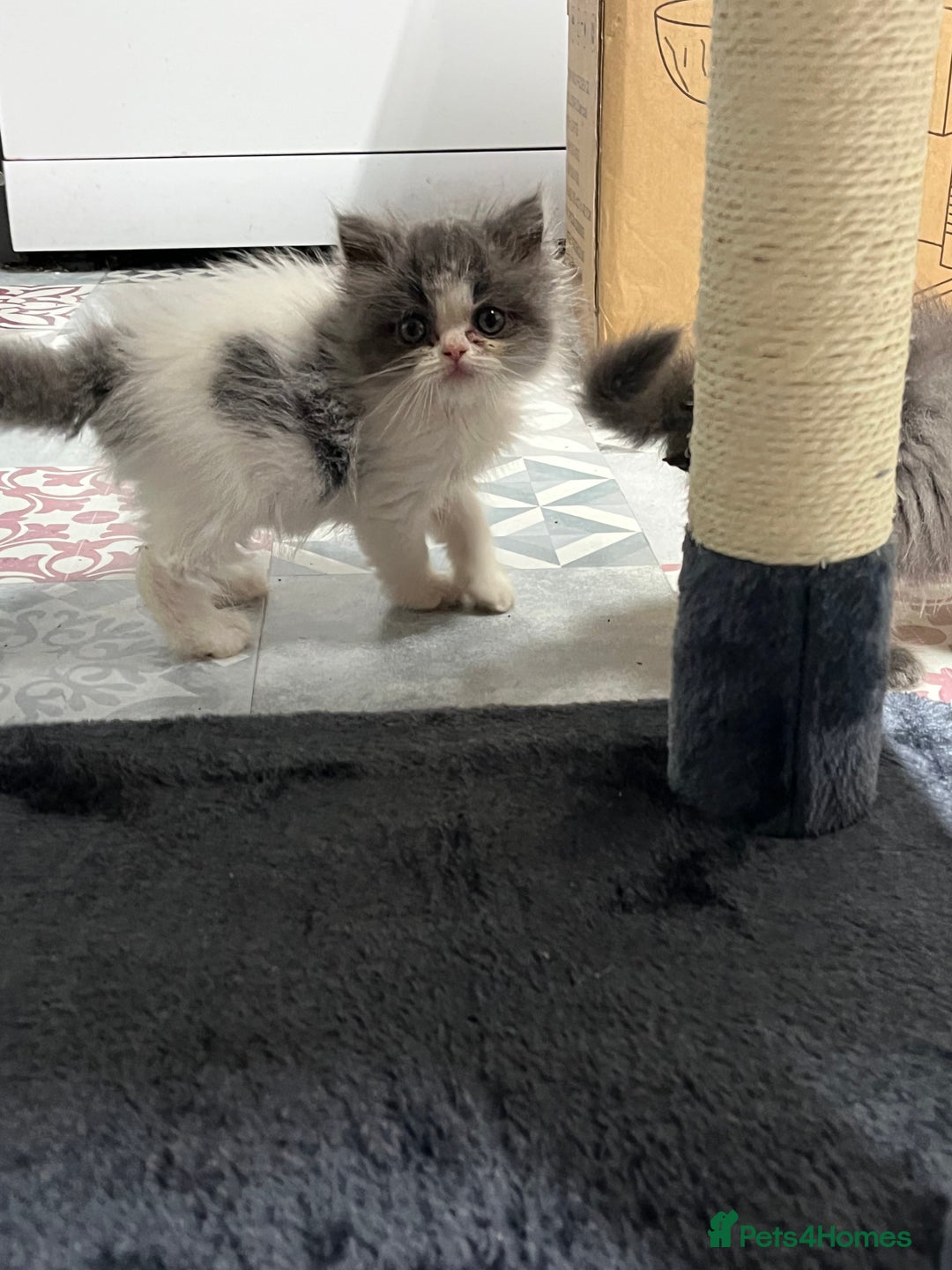 Ragdoll cats for sale: Ragdoll x Persian kittens  - Image 9