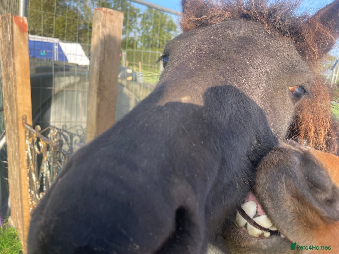 Gotland pony horses for sale: Dartmoor Hill pony  - Advert 14