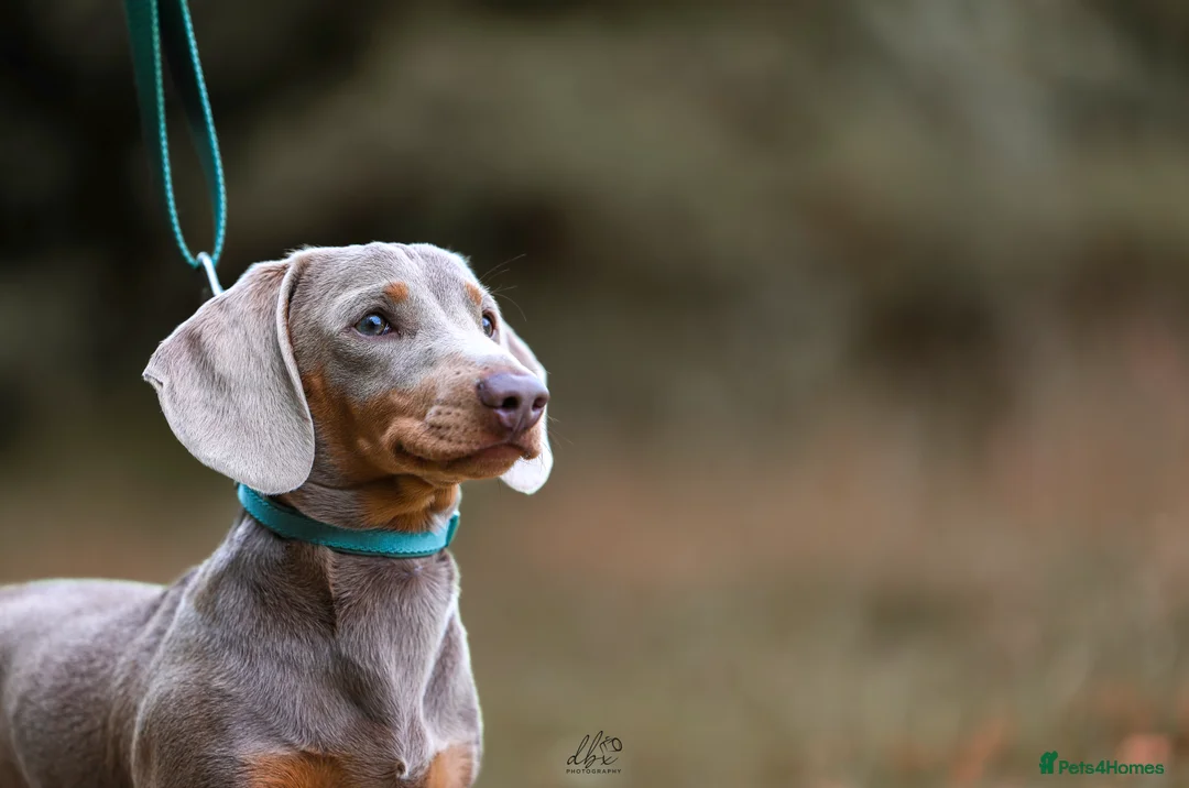 Miniature Dachshund dogs for stud: (STUD). Rupert long haired carrier.  in Bromsgrove - Advert 5