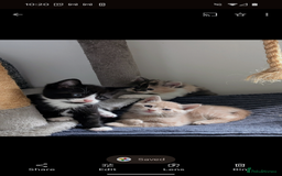 Mixed Breed cats for sale: Beautiful healthy kittens - ONLY 2 AVAILABLE 😍😍 - Image 4