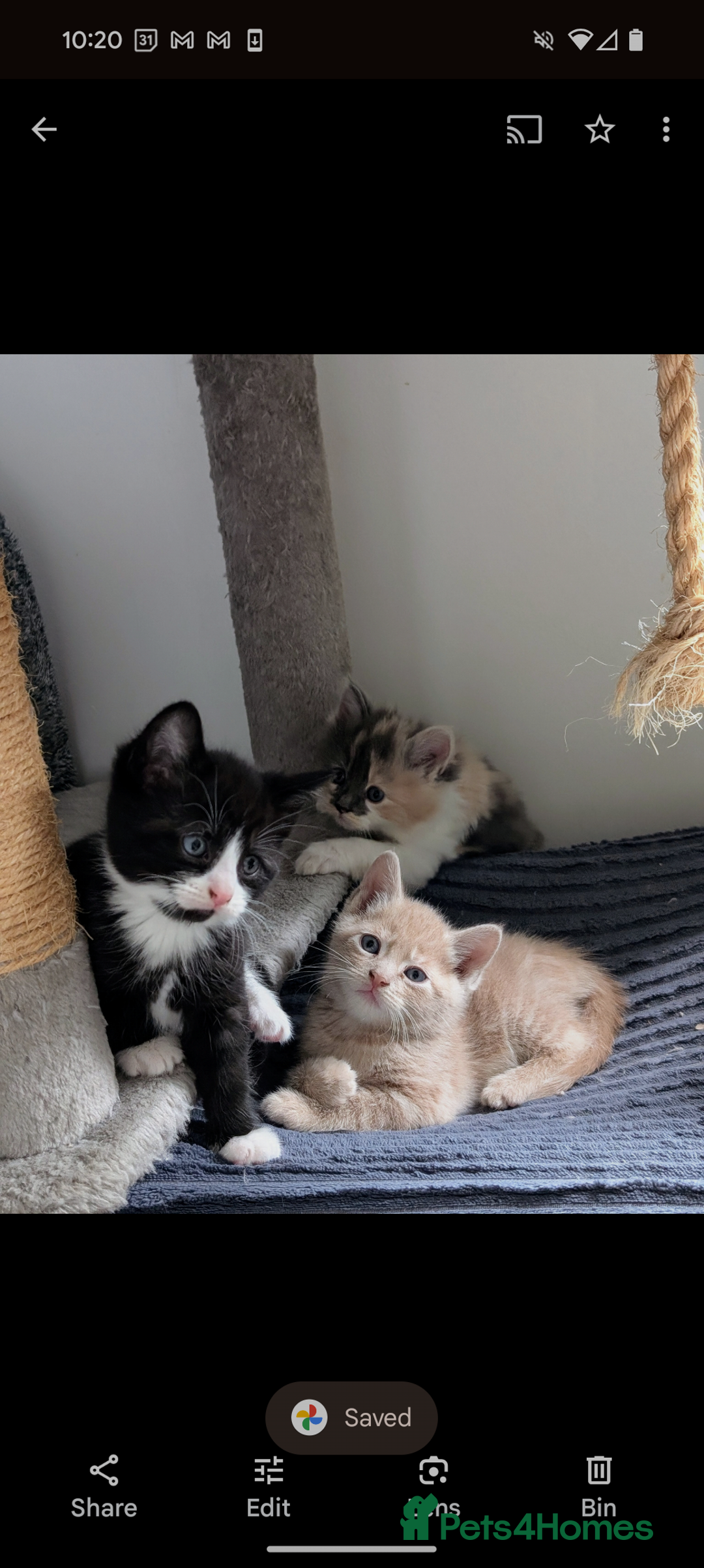 Mixed Breed cats for sale: Beautiful healthy kittens - ONLY 2 AVAILABLE 😍😍 - Image 4