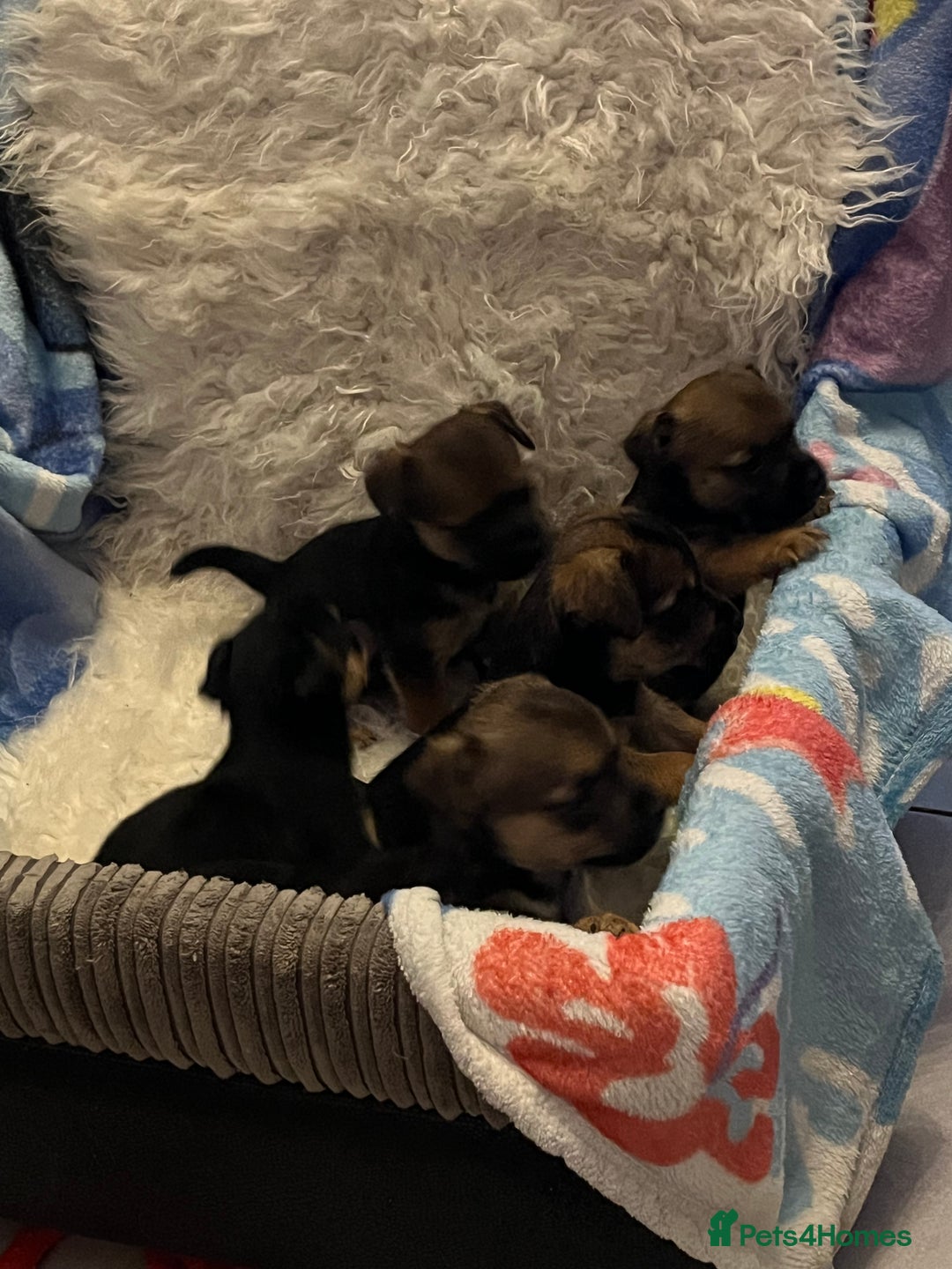 Mixed Breed dogs for sale: Stunning jack x borders ❤️❤️❤️ - Advert 3