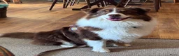 Australian Shepherd dogs for stud: Tri Red Australian Shepherd  in Bedford - Advert 2