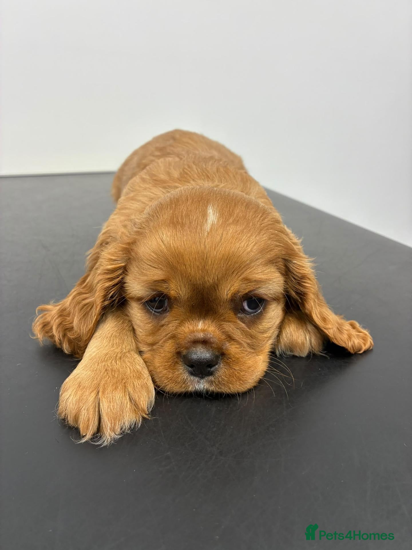 Cavalier King Charles Spaniel dogs Stunning kc reg health tested cavaliers - Advert 1