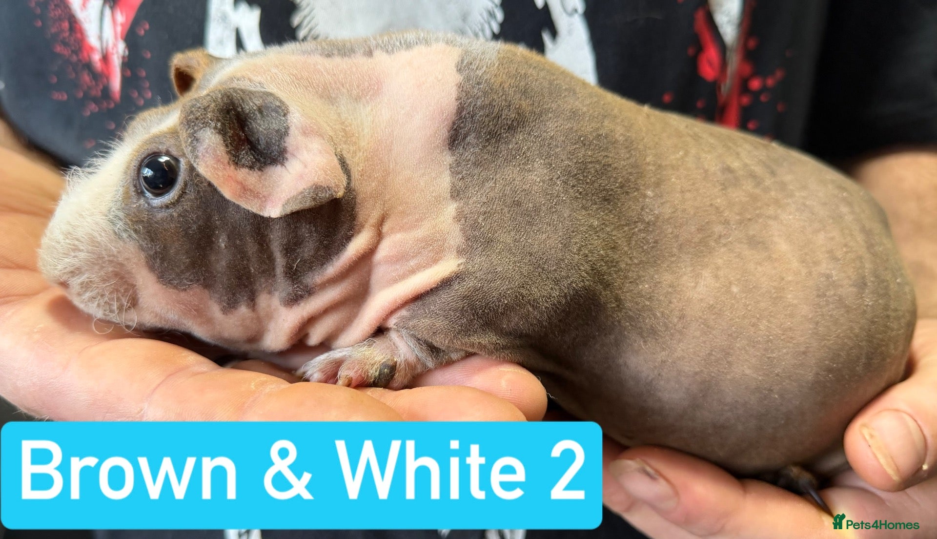 Guinea Pig rodents for sale: Proven Skinny Pig Boars.  - Advert 9