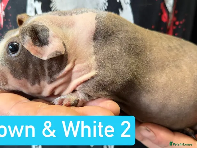 Guinea Pig rodents for sale: Proven Skinny Pig Boars. - Advert 9