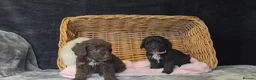 Cockapoo dogs for sale: Adorable cockapoo puppys  - Advert 6