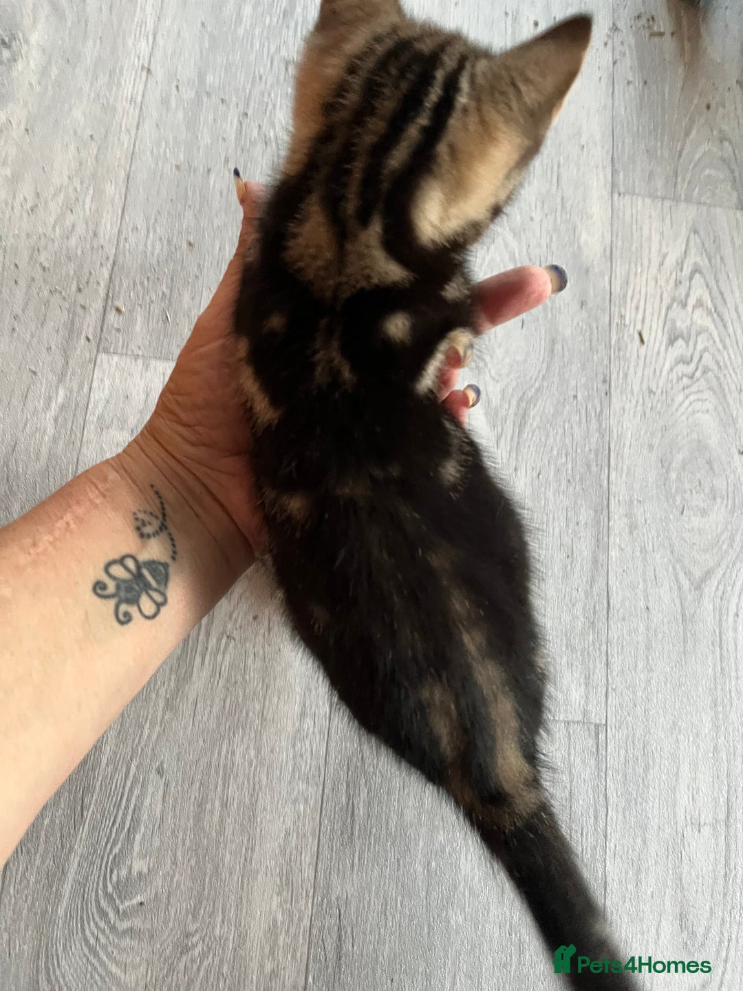 Mixed Breed cats for sale: Kittens for sale  - Image 16