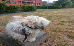 Mixed Breed dogs for sale: Beautiful Lhasa Apso boy - Image 4
