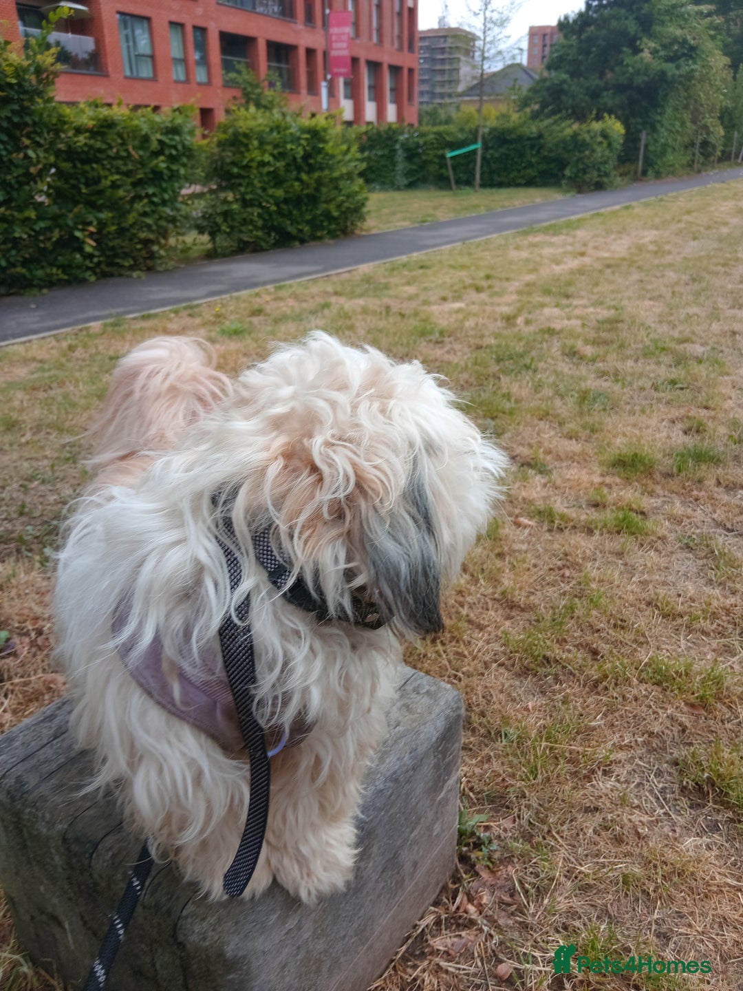 Mixed Breed dogs for sale: Beautiful Lhasa Apso boy - Image 4