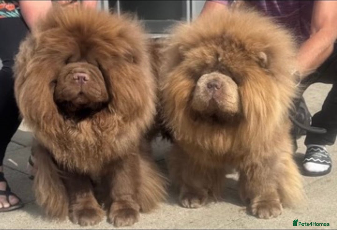 Chow Chow dogs for sale: Outstanding Quality Platinum Girl - Advert 8