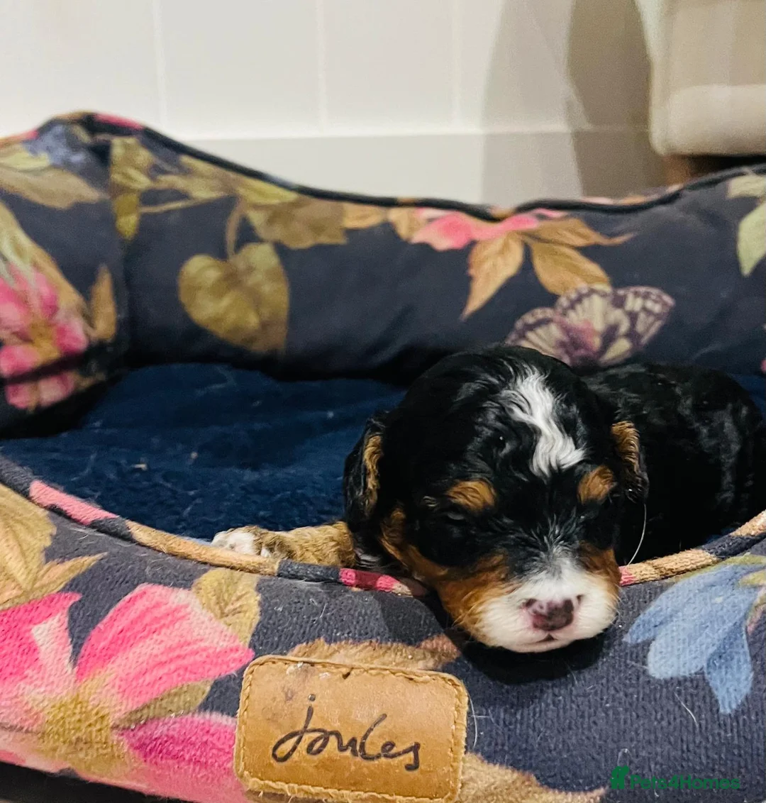 Cavapoo dogs for sale: Stunning F1b Cavapoo puppies  - Advert 12